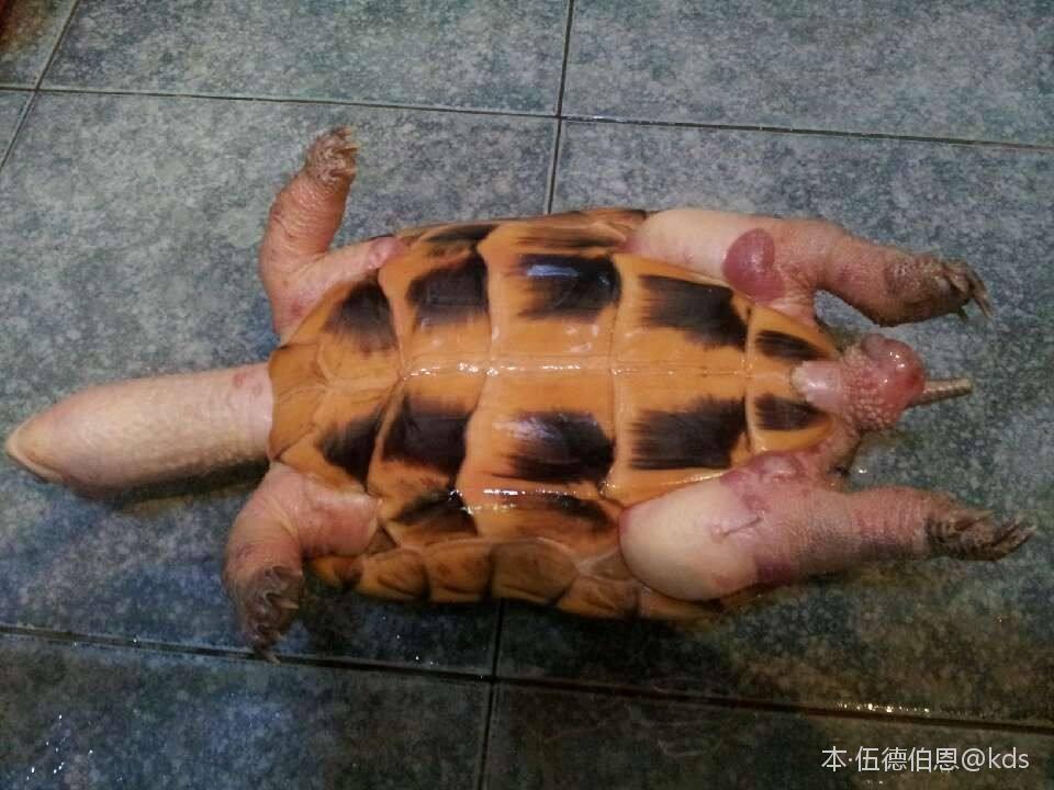 90%升级为远光狗龟