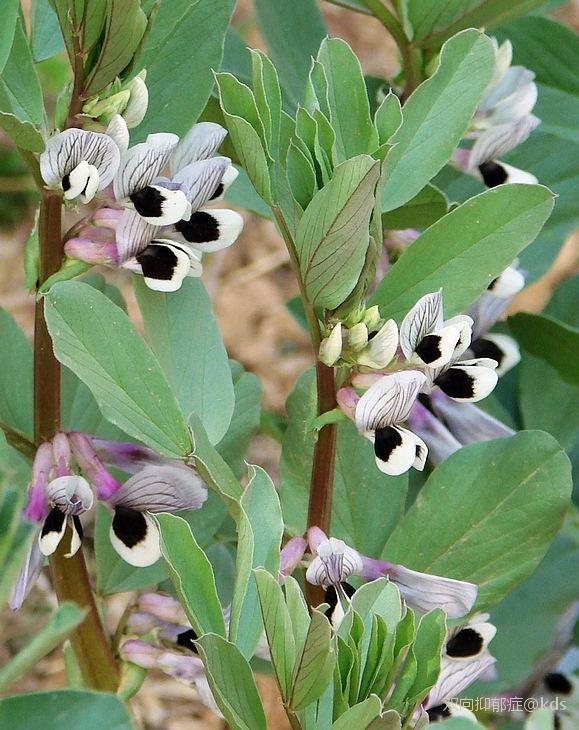 芝麻开花节节高 蚕豆开花黑良心