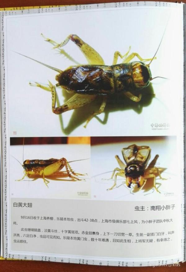 上海朋友,你玩蛐蛐(残鸡)吗?