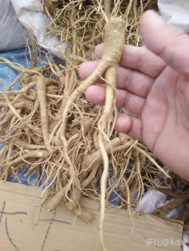 这是人参么?不!这是桔梗,朝鲜族用来腌咸菜的