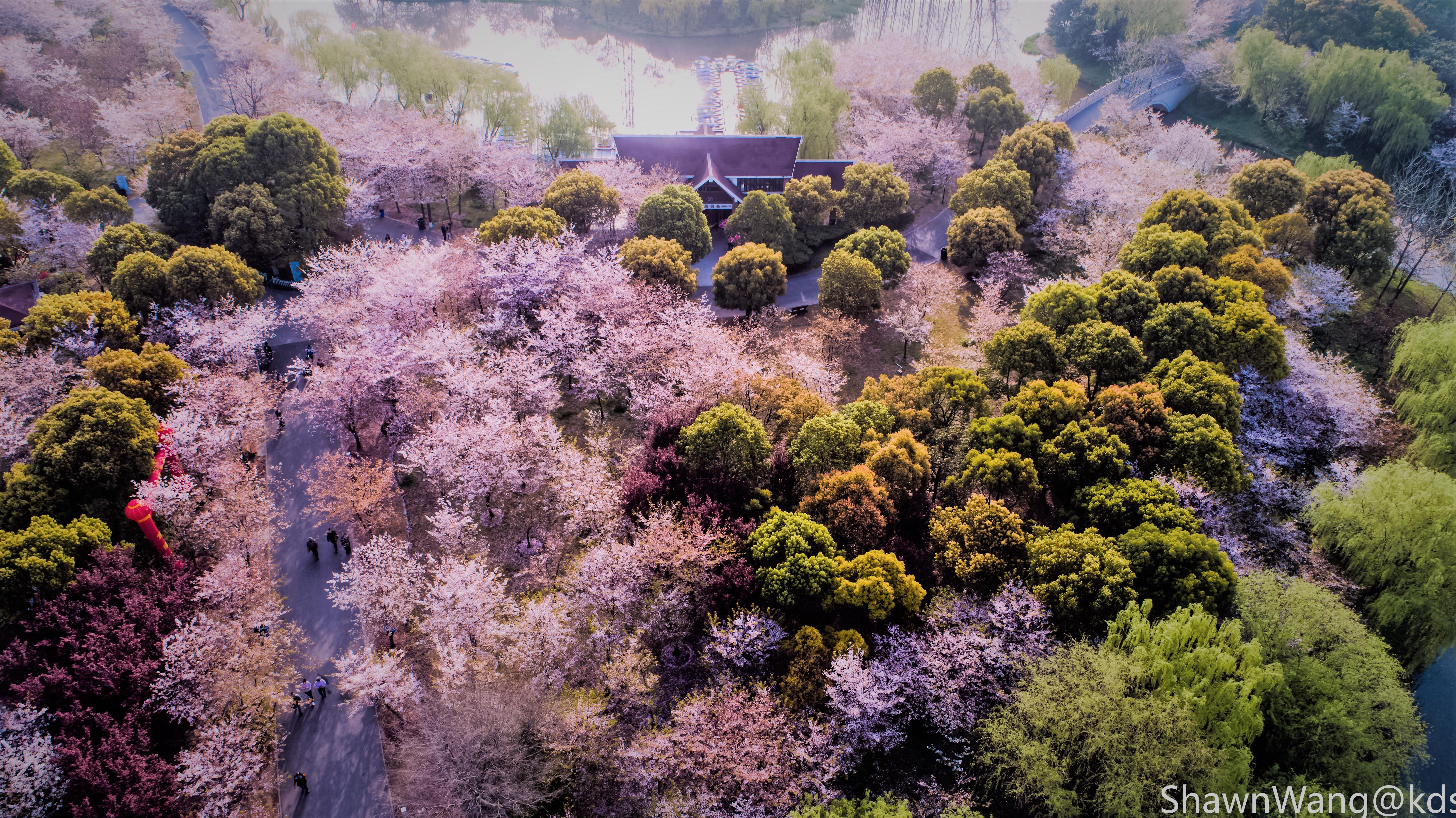 顾村公园樱花