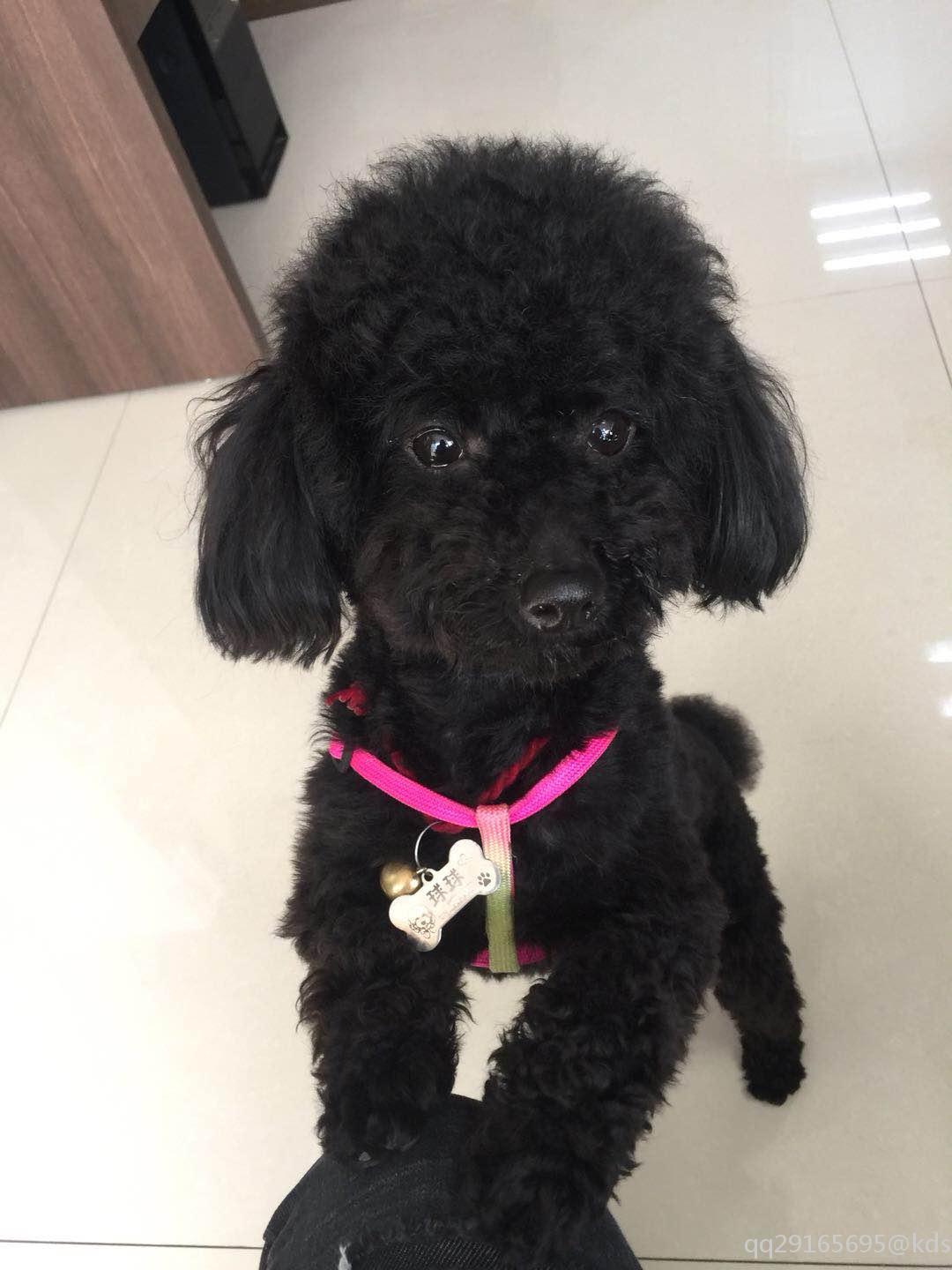 上海松江区玉秀路酬谢五千元寻找黑色泰迪