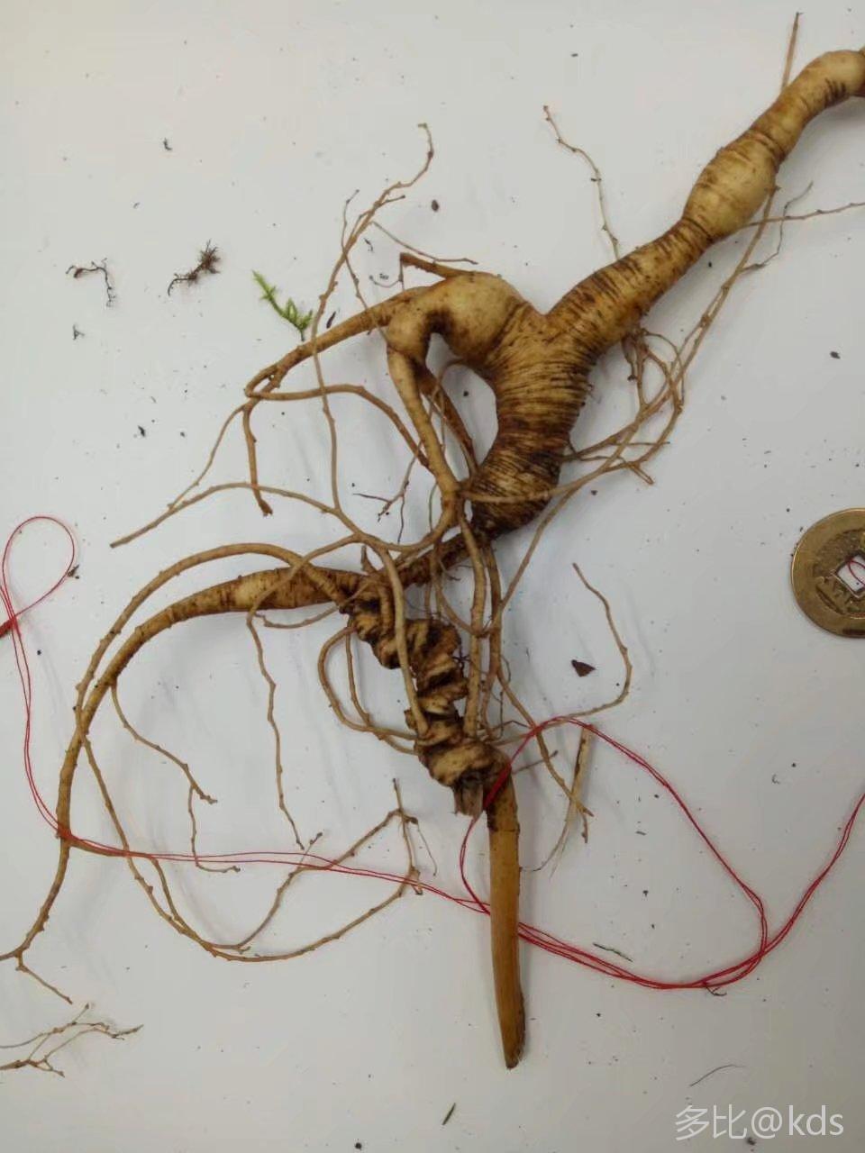 单纯的说下野山参纯货