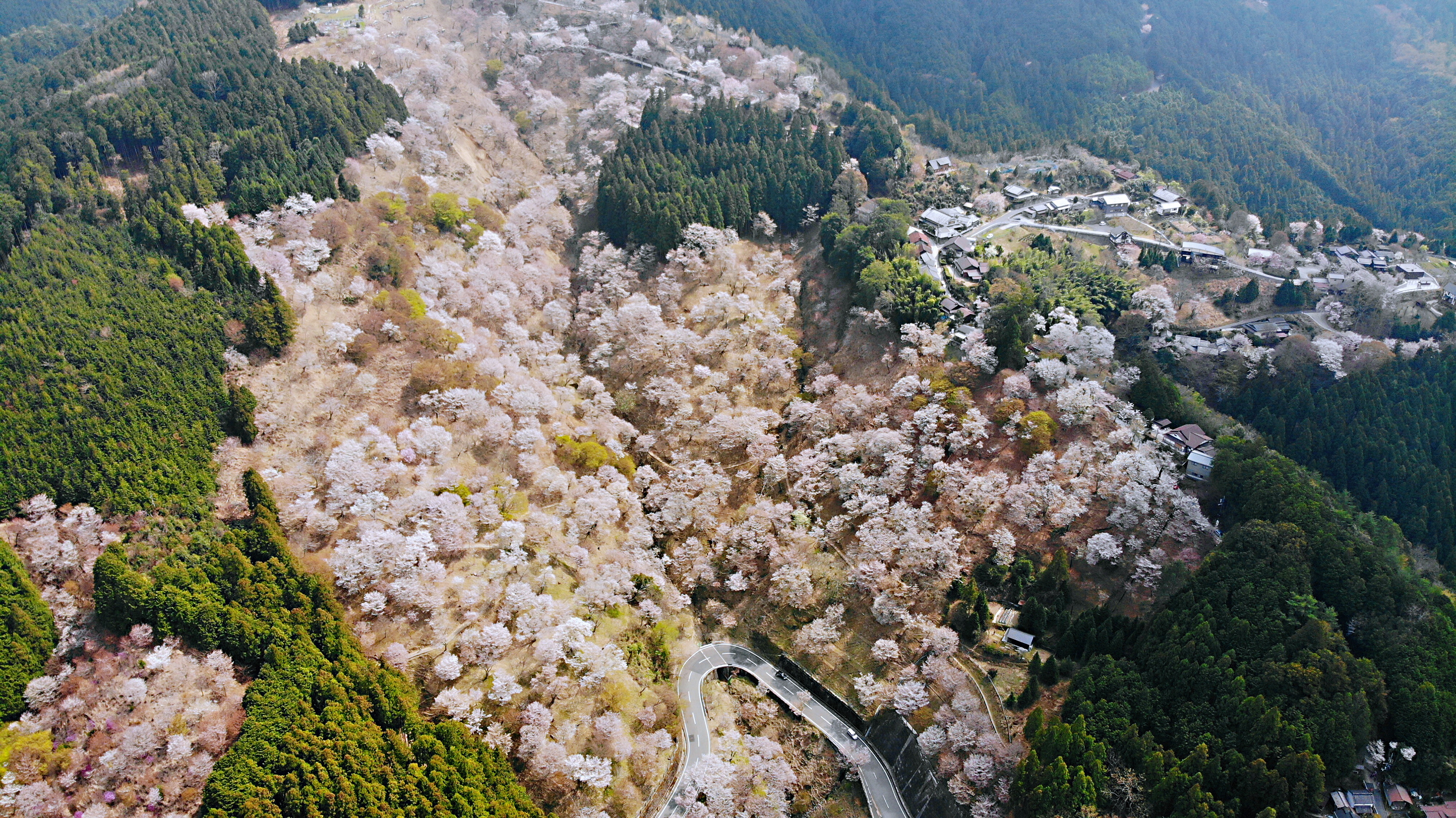 吉野山赏樱