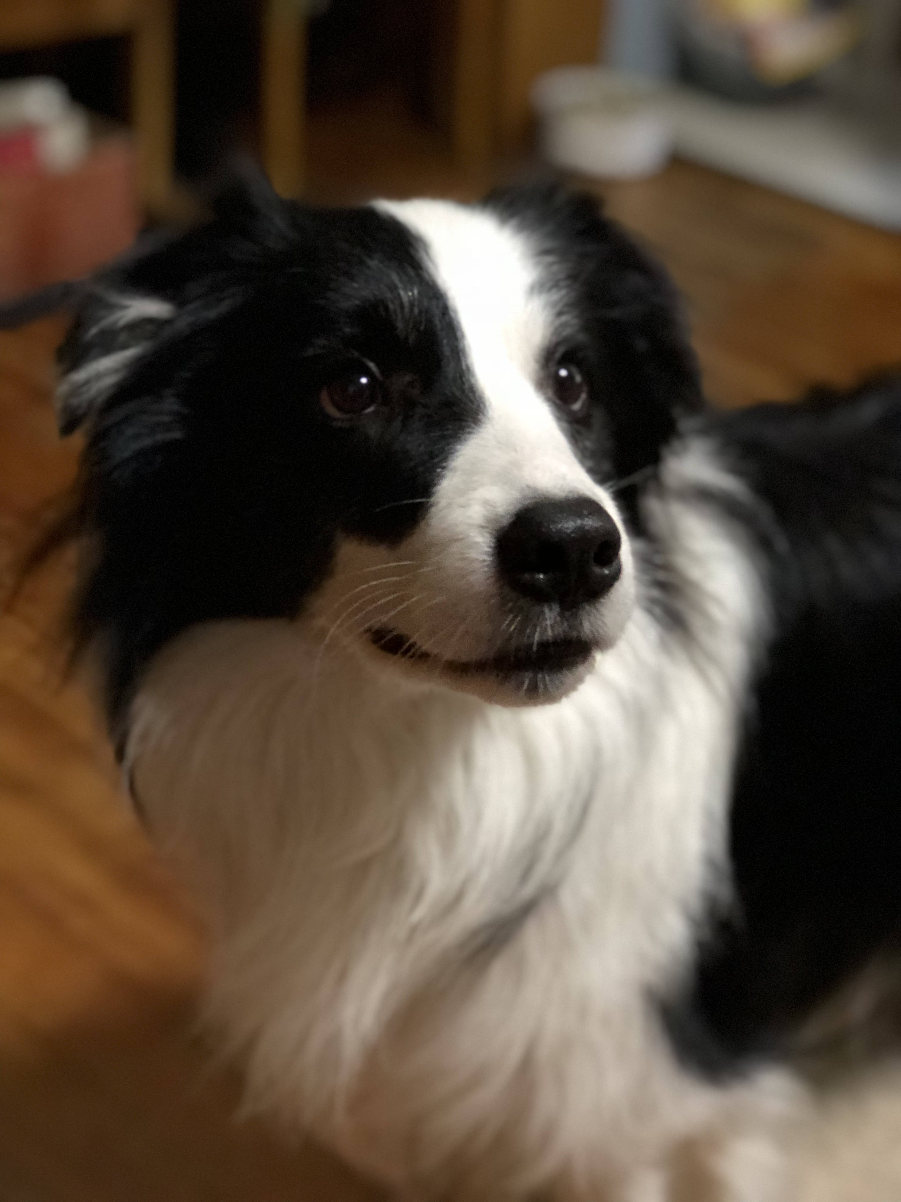 领养的成年边牧40斤