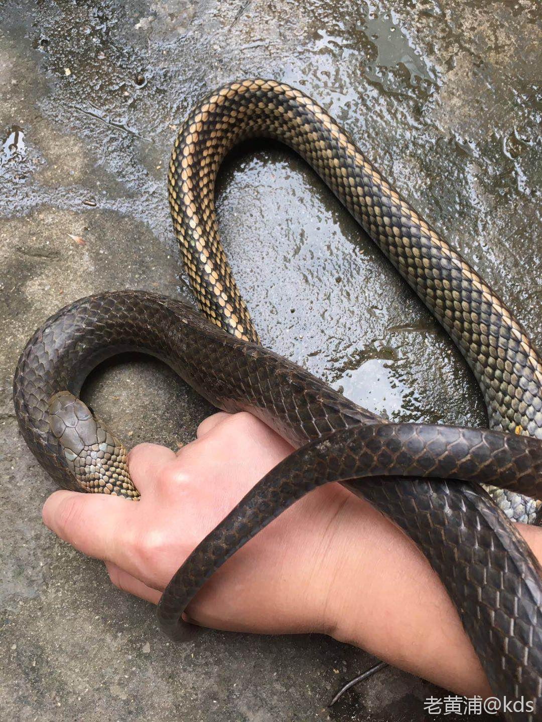 开一帖,教大家如何鉴别野生甲鱼