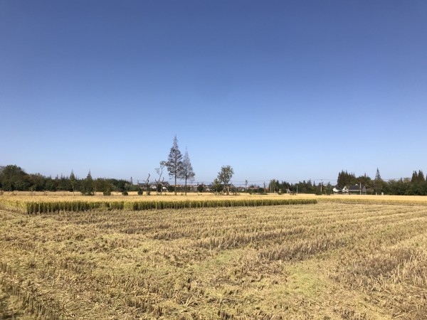 我的崇明小农场