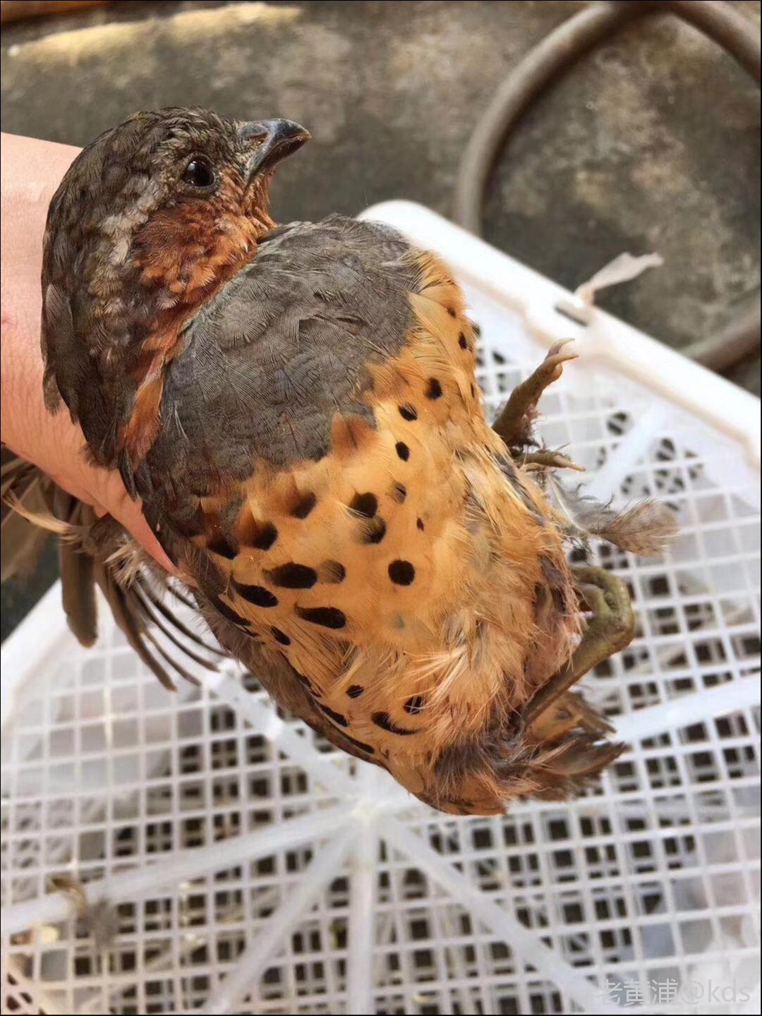 在江西收购各类野味的点点滴滴