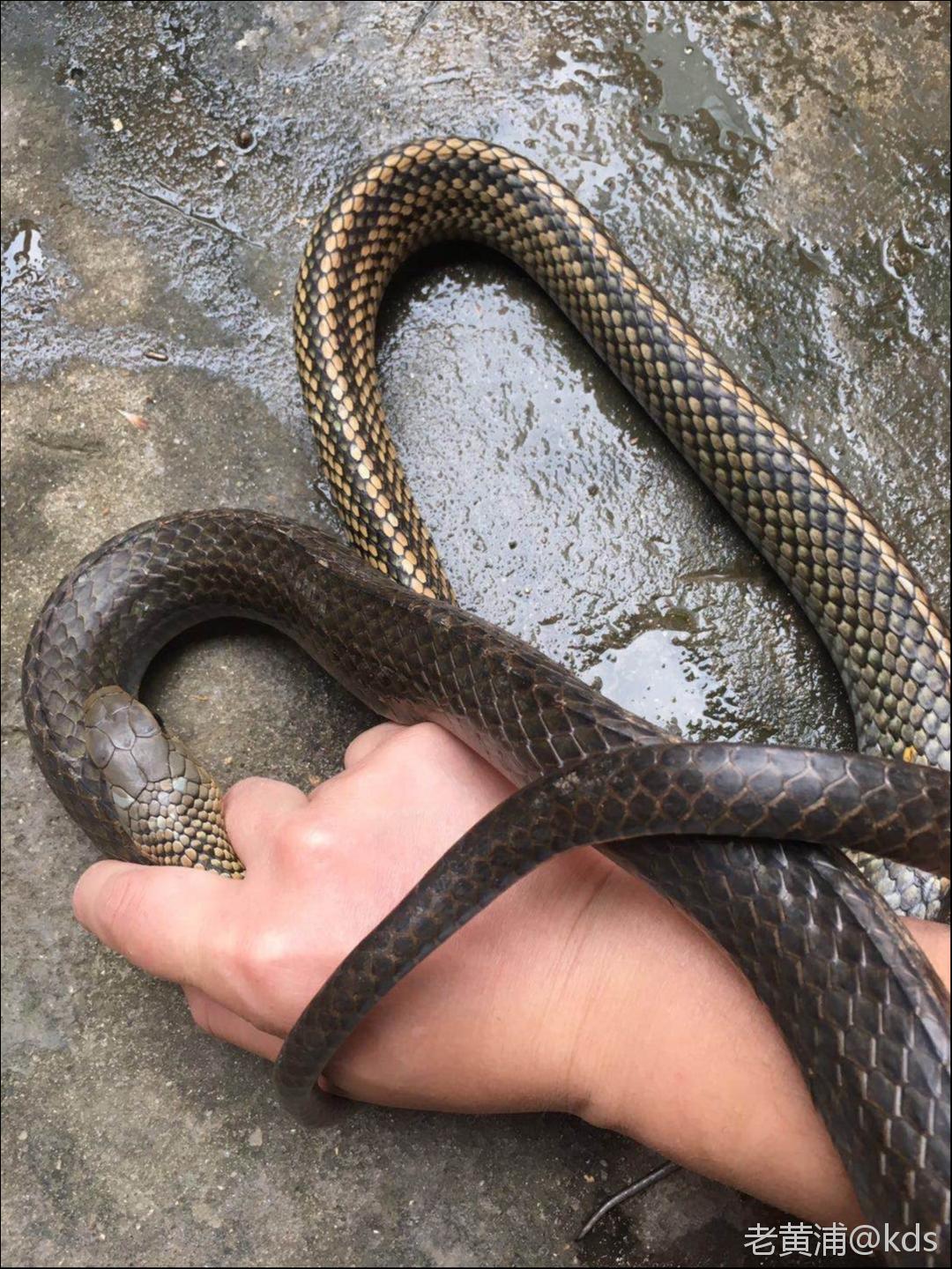 在江西收购各类野味的点点滴滴