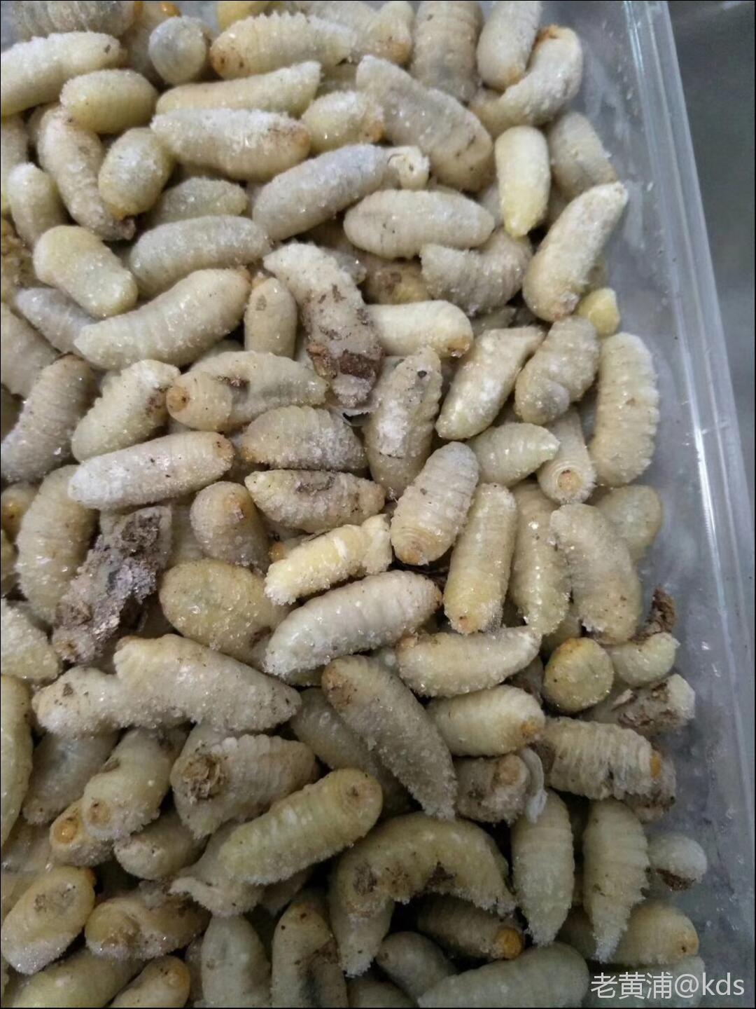 在江西收购各类野味的点点滴滴