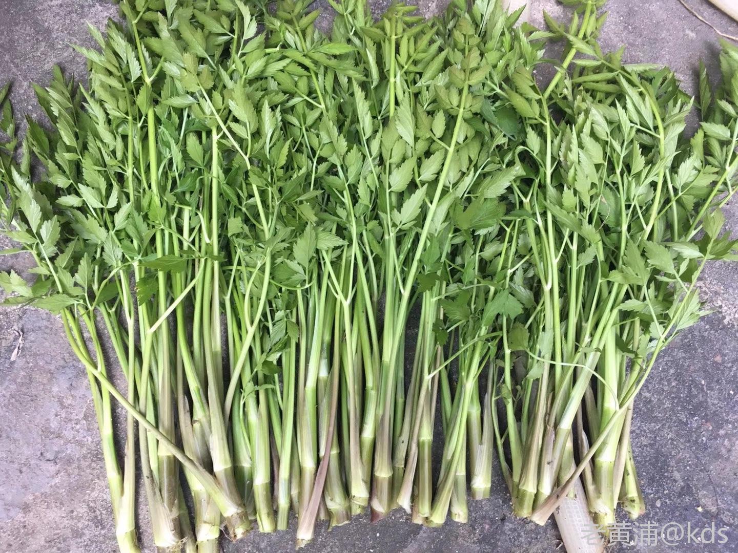 上周去哪里看到的野菜,有大神科普下?