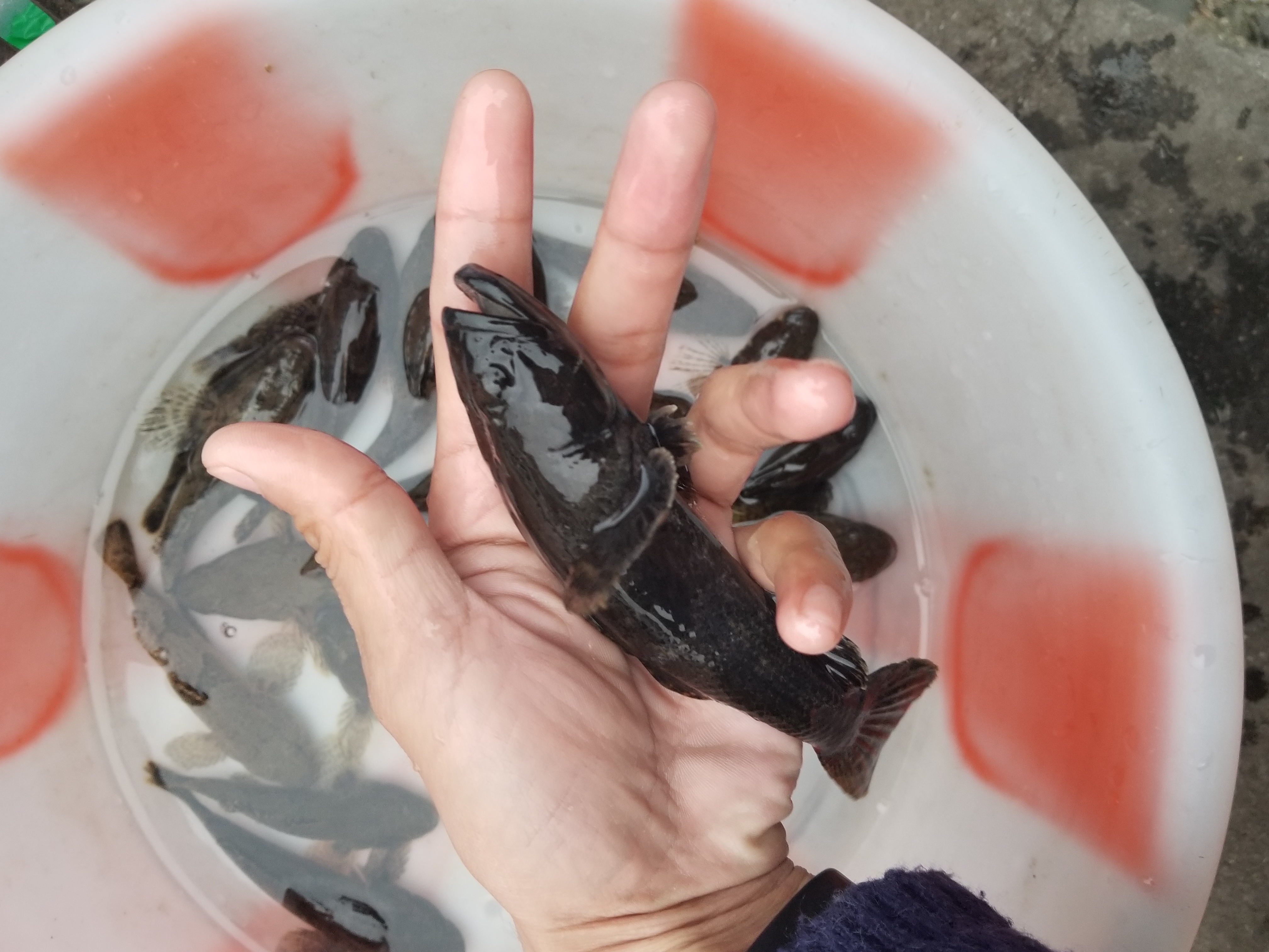 沙塘醴  上海叫菜花鱼