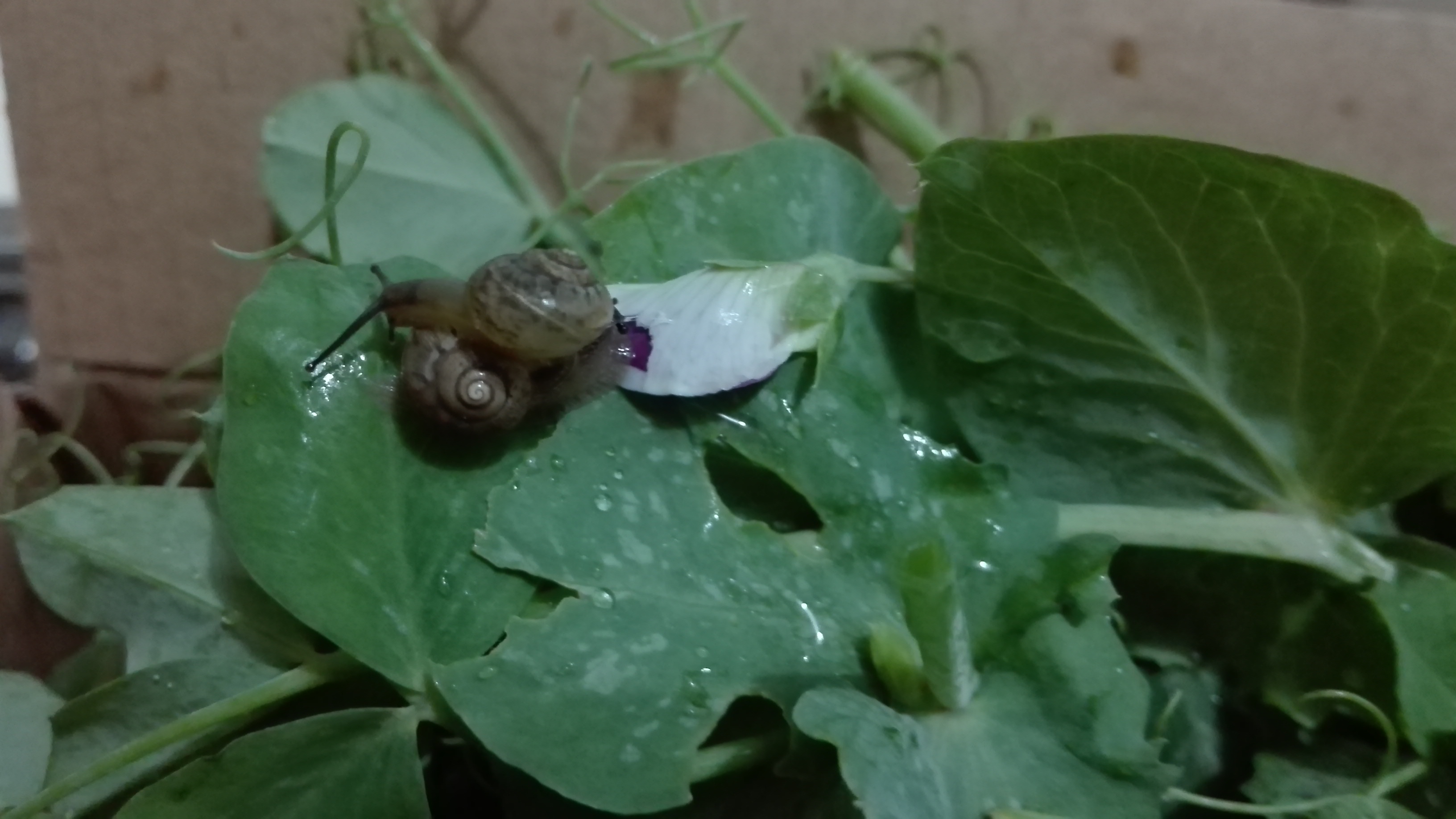 蜗牛的蚕食能力真强.一朵未开的豌豆花,一会儿就被啃了个缺口.