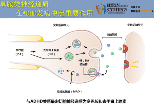 概要介绍了两种典型神经递质,多巴胺da和去甲肾上腺素ne的转运机制