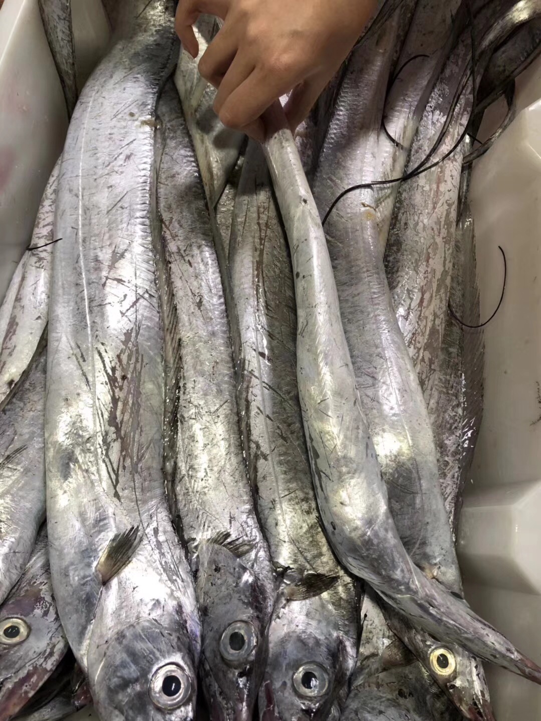 《上海视角》实用海鲜消费科普—鱼类篇-宽带山kds-宽带山社区-城市