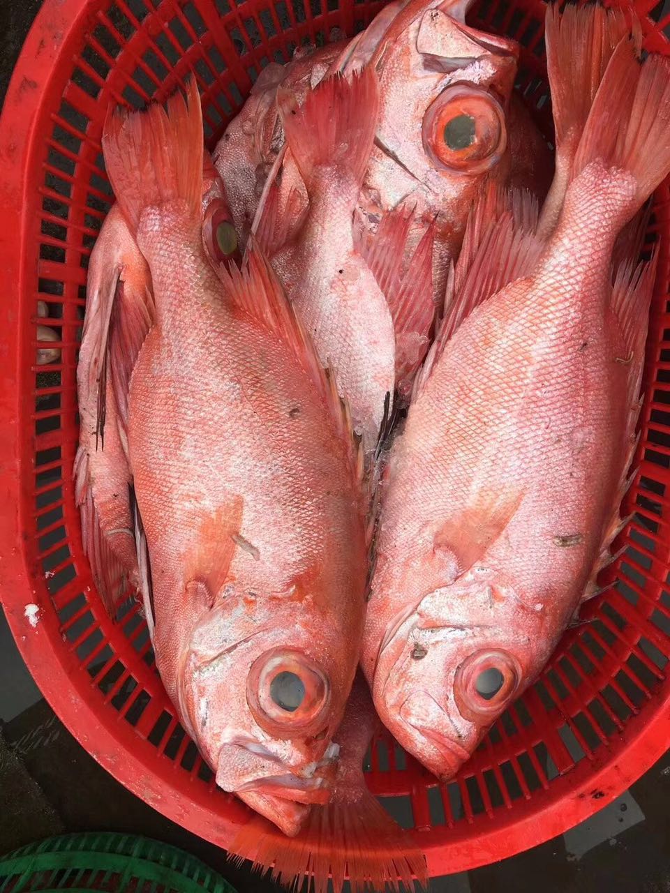《上海视角》实用海鲜消费科普—鱼类篇