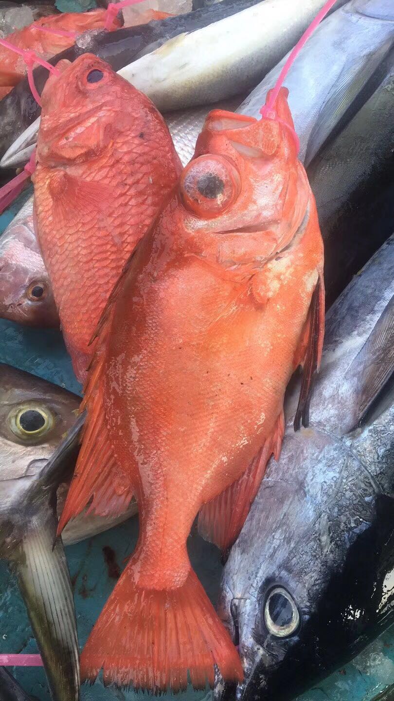 大眼鸡鱼 金目鲷图片