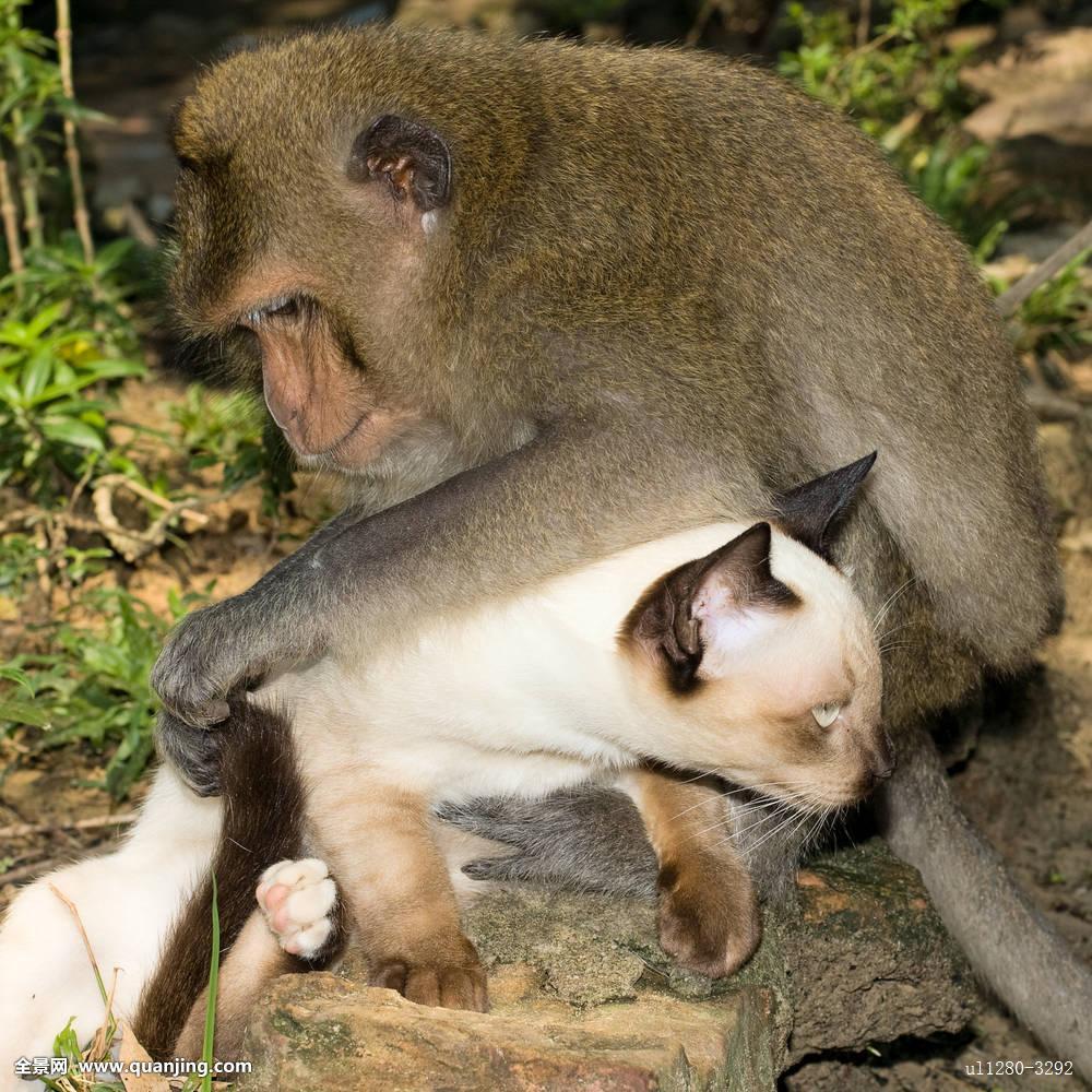 小虫,老虎是大虫,猫咪应该叫:小虫