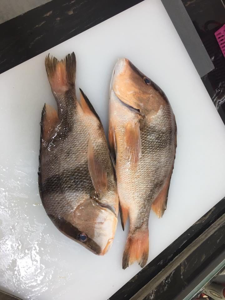 kds 宽带山 三刀鱼在香港称为"鱼王",俗称"斩三刀"或"山刀".