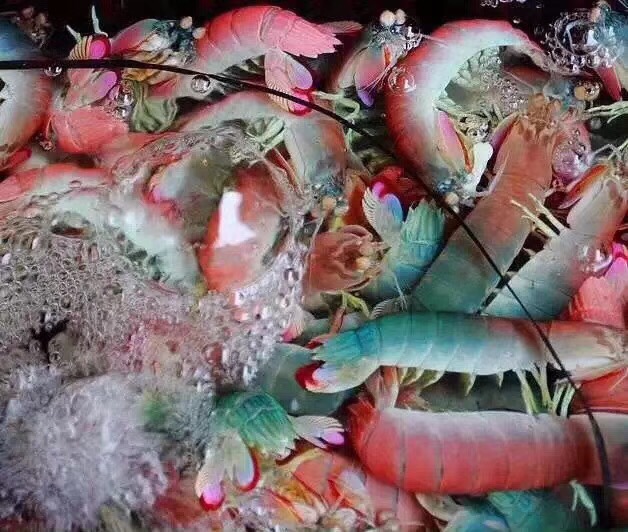 宽带山 日本齿虾蛄(odontodactylus japonicus) 这是一种彩色的虾姑