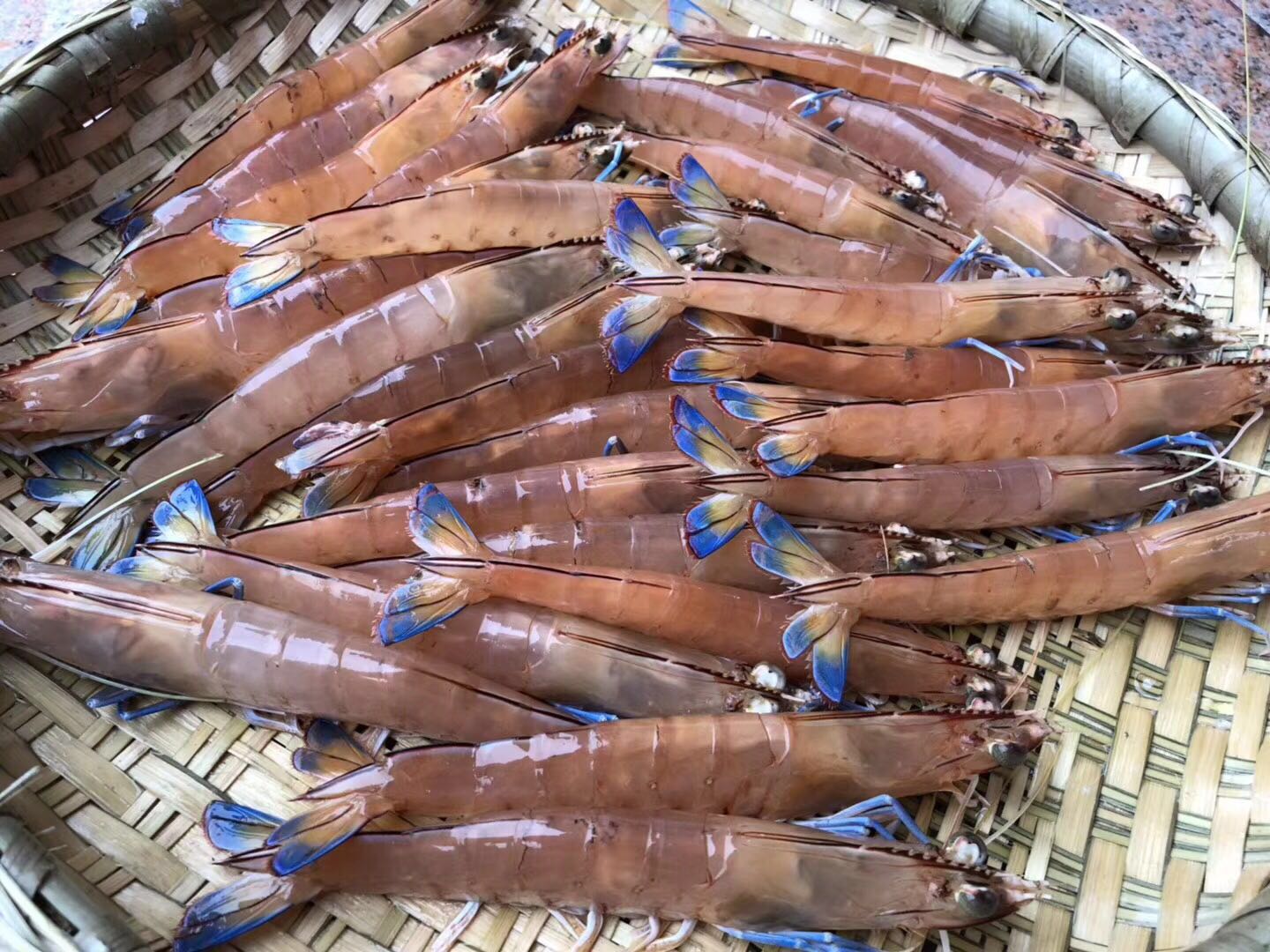 之前一直有介绍东山是个几乎没有工业的岛,自然物产丰饶. 蓝尾虾