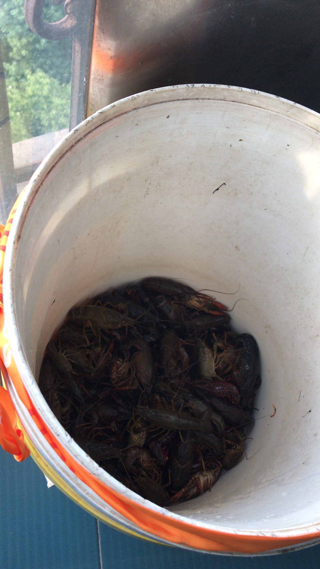 小龙虾的挑选,清洗,加工详解