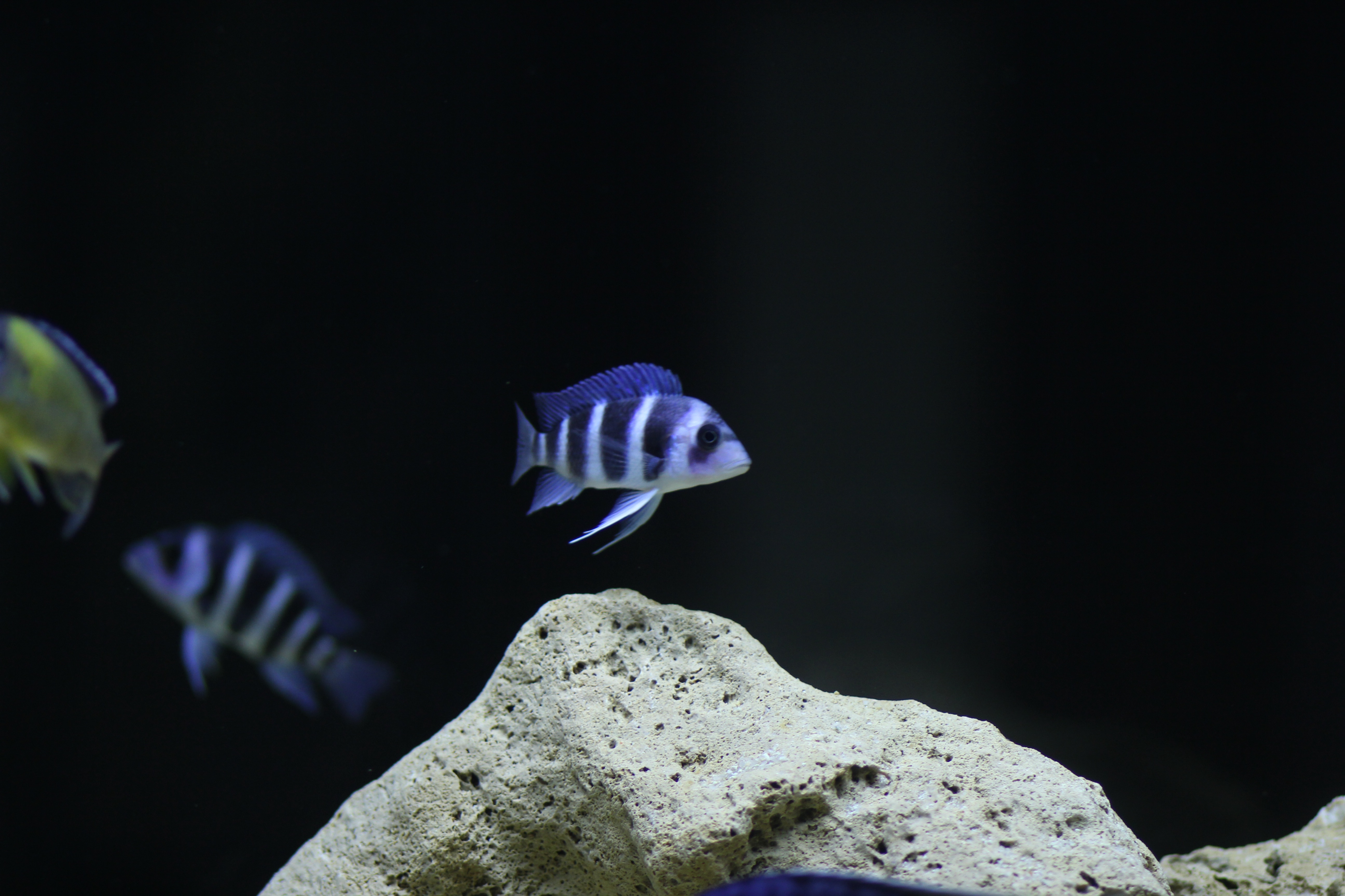 kds 宽带山 接下来就是萨伊蓝cyphotilapia frontosa了,其实我一开始