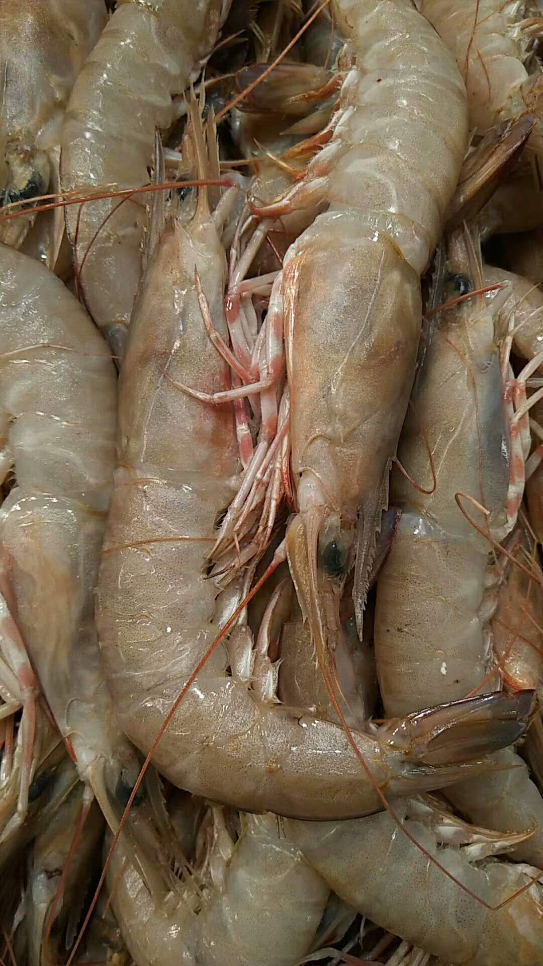 《上海视角》实用海鲜消费科普—虾类篇