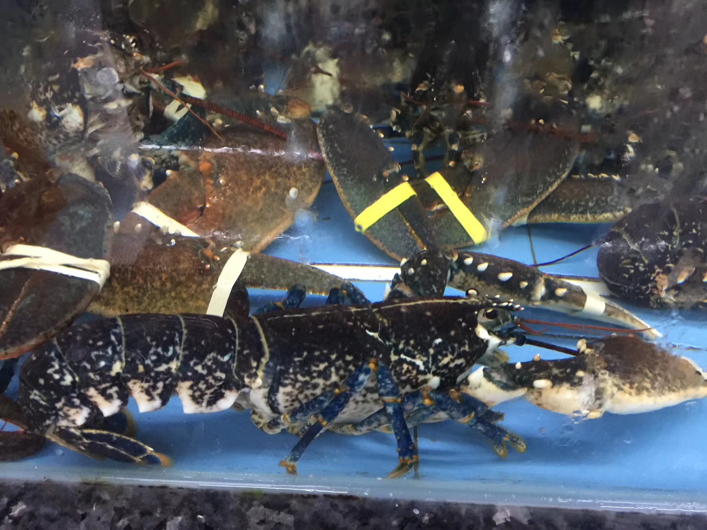 《上海视角》实用海鲜消费科普—虾类篇