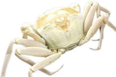 澳洲雪蟹  水晶蟹  chaceon bicolor