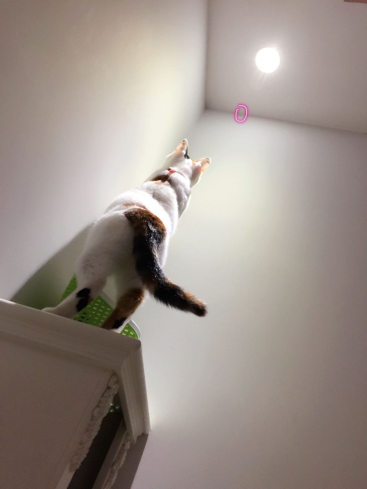 小猫捉苍蝇,看看抓到没有?