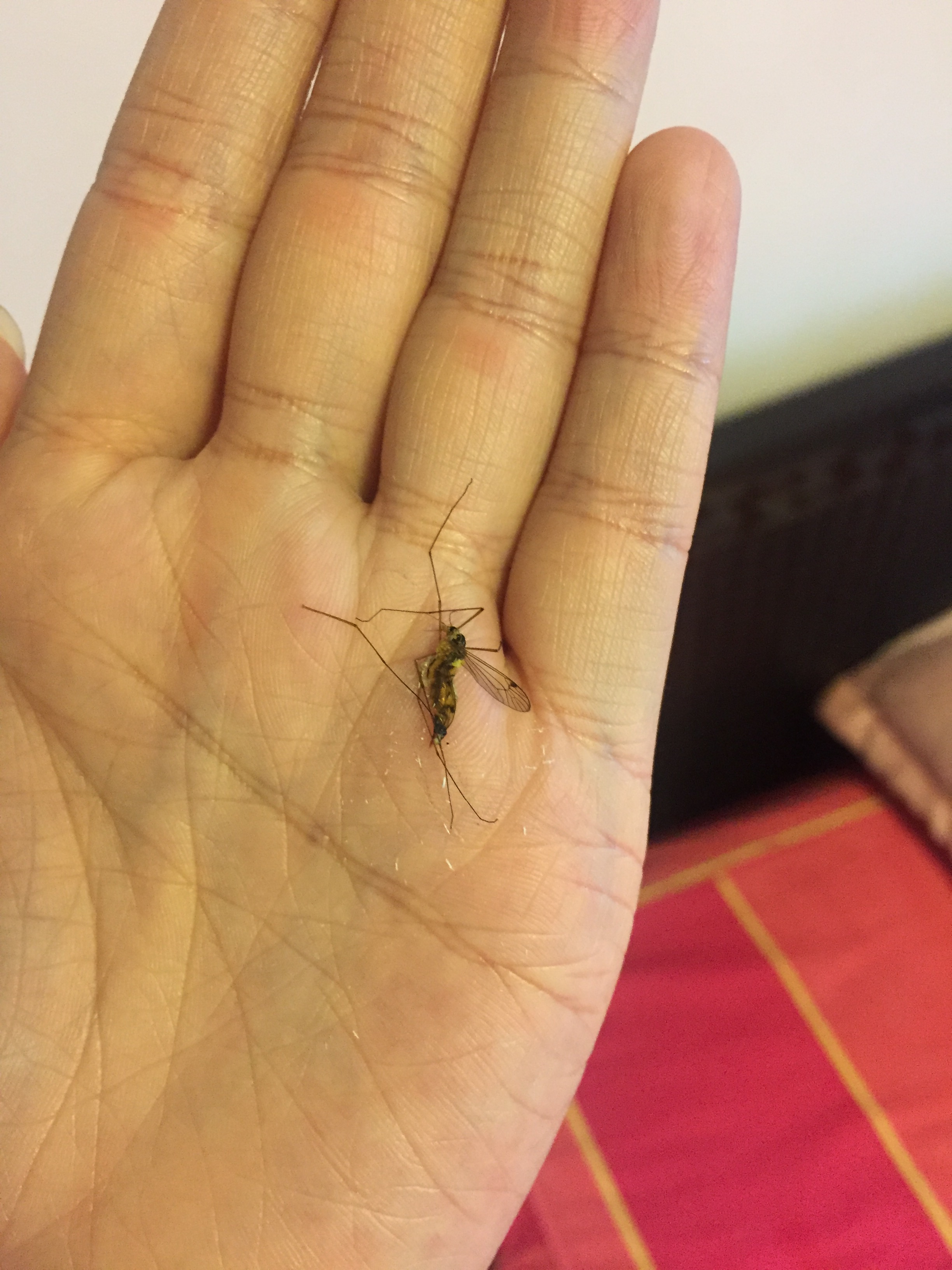 死蚊子真实图片