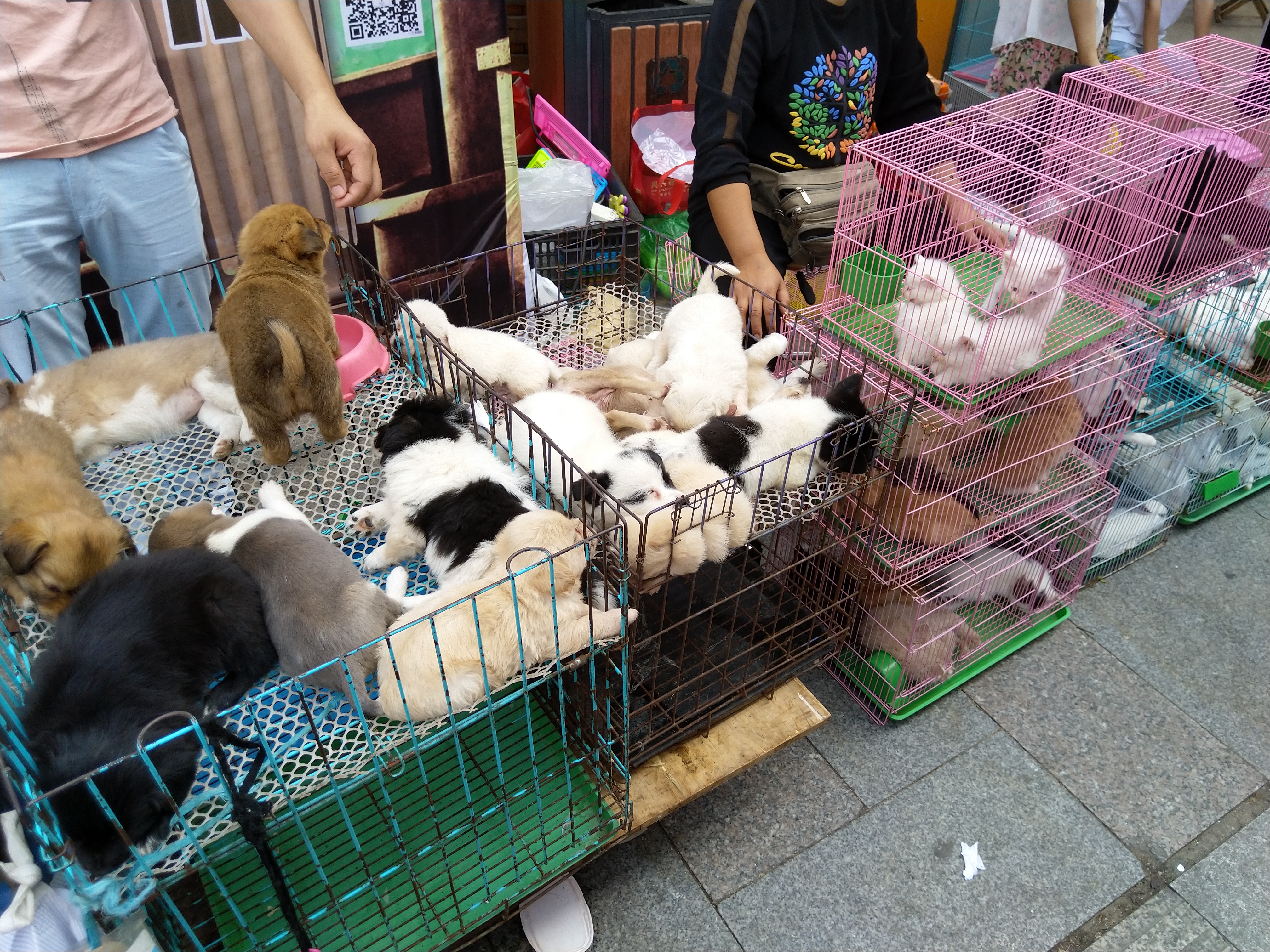 福州猫狗市场图片