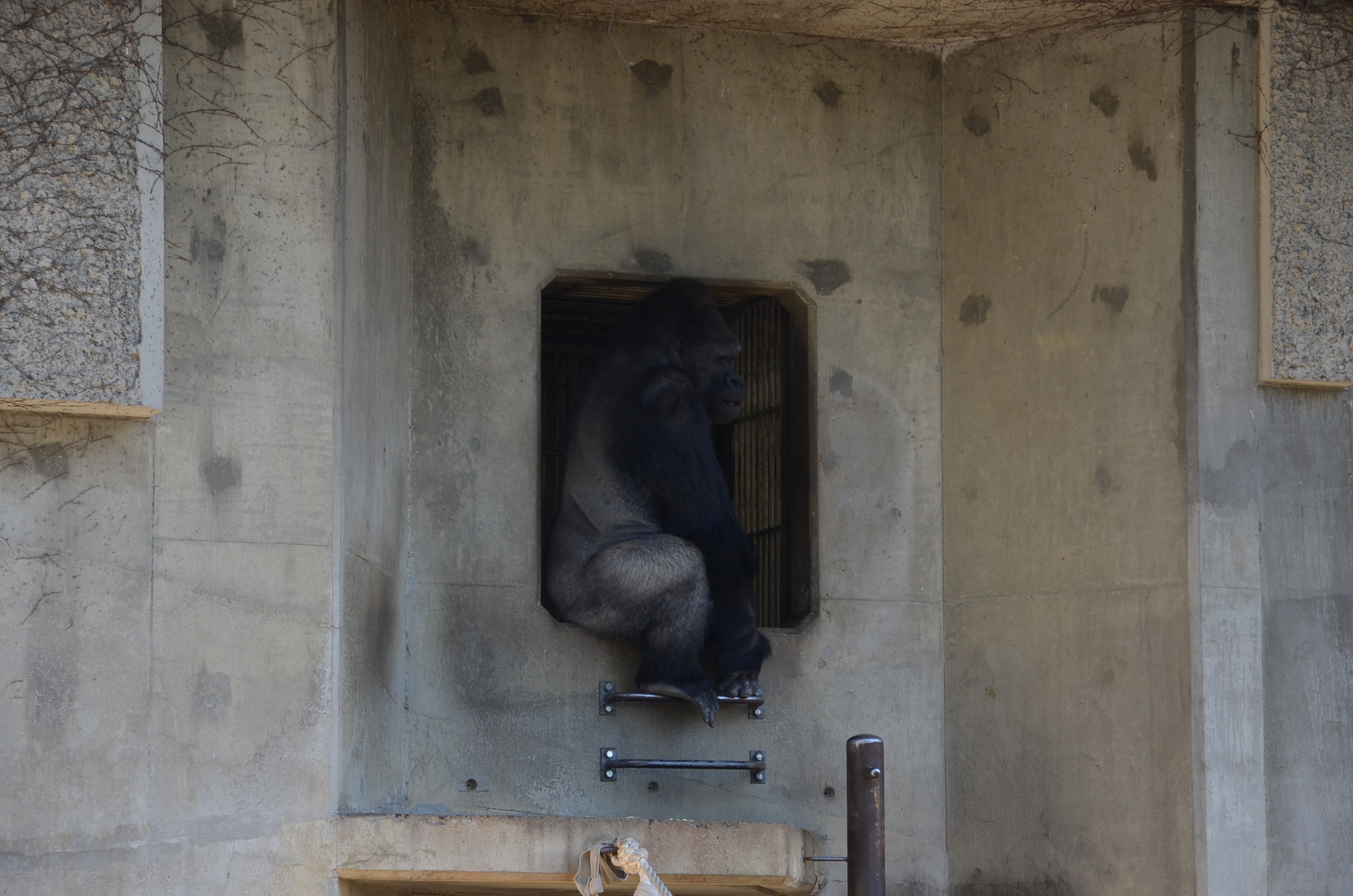 日本一大猩猩颜值太高 女游客把持不住纷纷尖叫