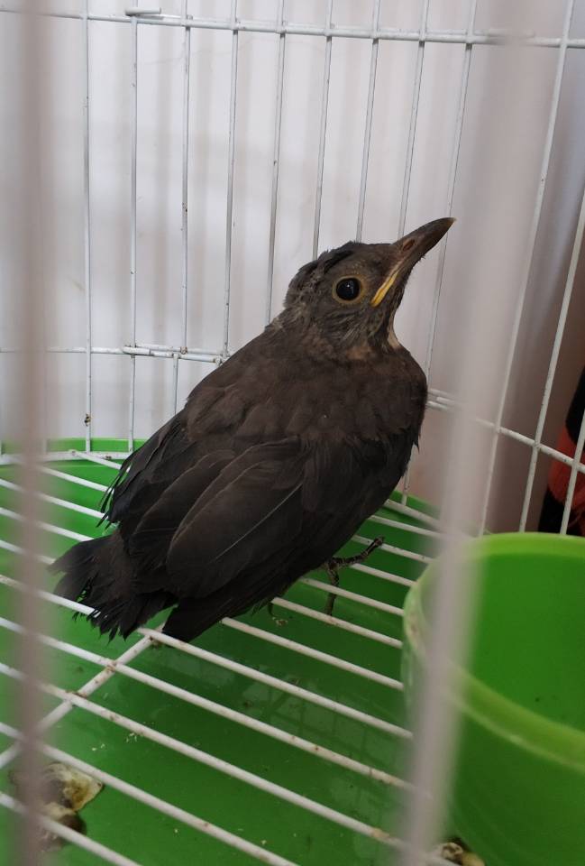 地下车库捡到一只黑鸟,山上有没有人认识?什么名字,能不能养活的?