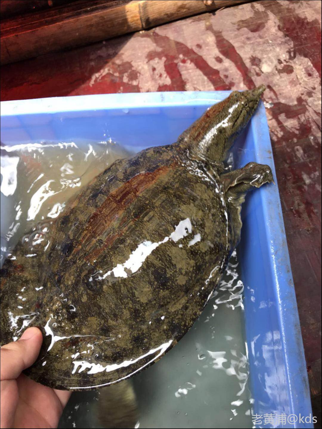 野生甲鱼-宽带山kds-宽带山社区-城市消费门户