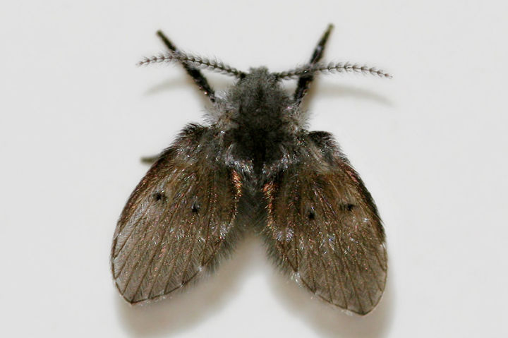 地漏飞虫有什么根治的方法么?