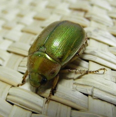 是要变成金乌虫吗…… 欣赏伐来,哈戆!