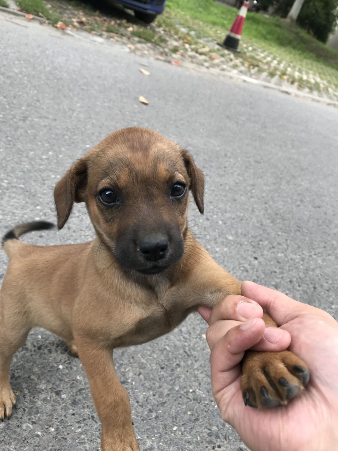 小区内有一只小土狗 大约2个月