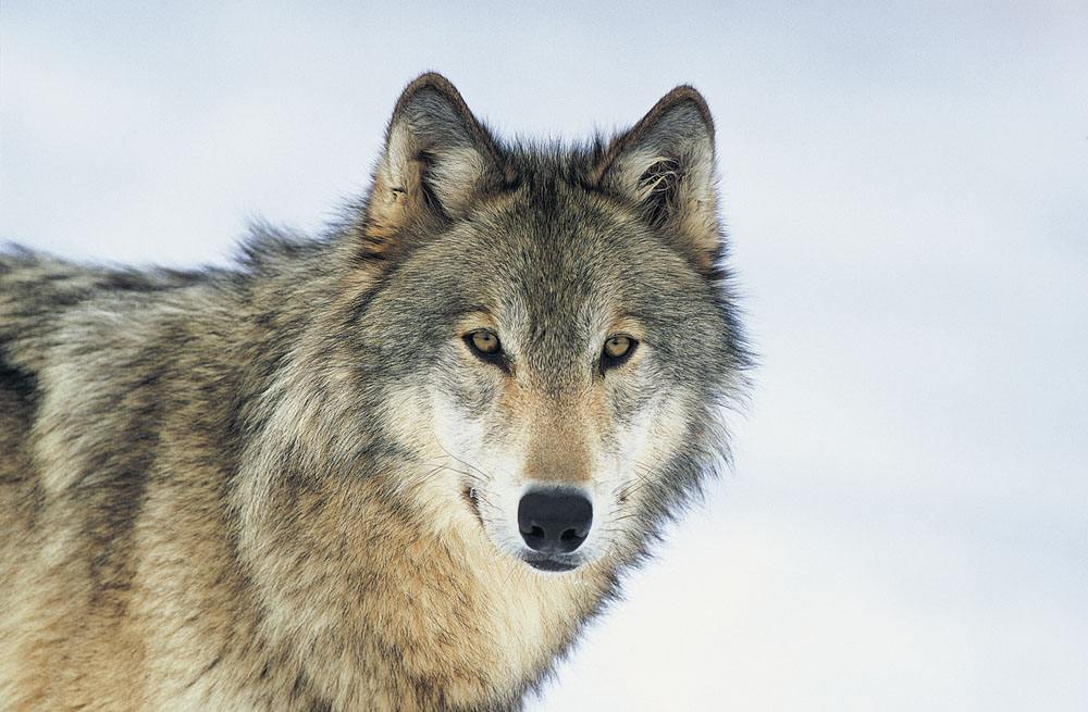 在这个人像狼一样的世界上,这个大叔让我感觉到世上还是有一些有同情