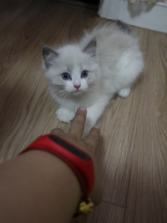 刚断奶的小布偶母猫,有包养的吗?