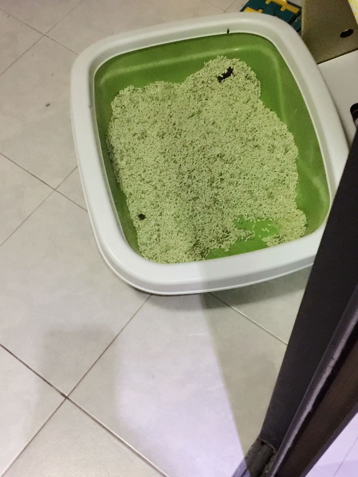 猫好玩 就是屎太臭了