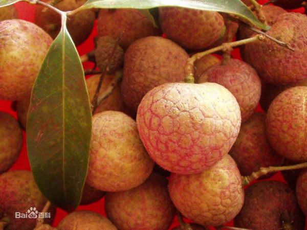 现在的荔枝核好小