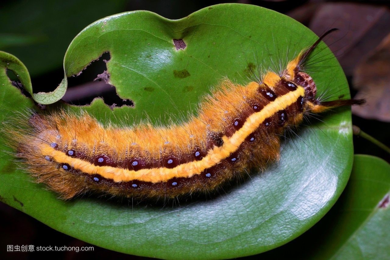310小时候夏天常见的一些虫子