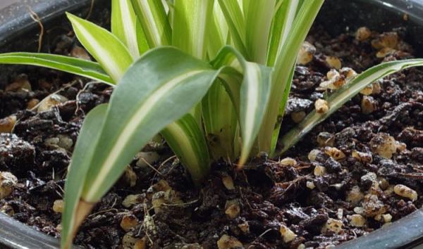 逆天iphone 8p比索尼单反a6300拍照效果好?是