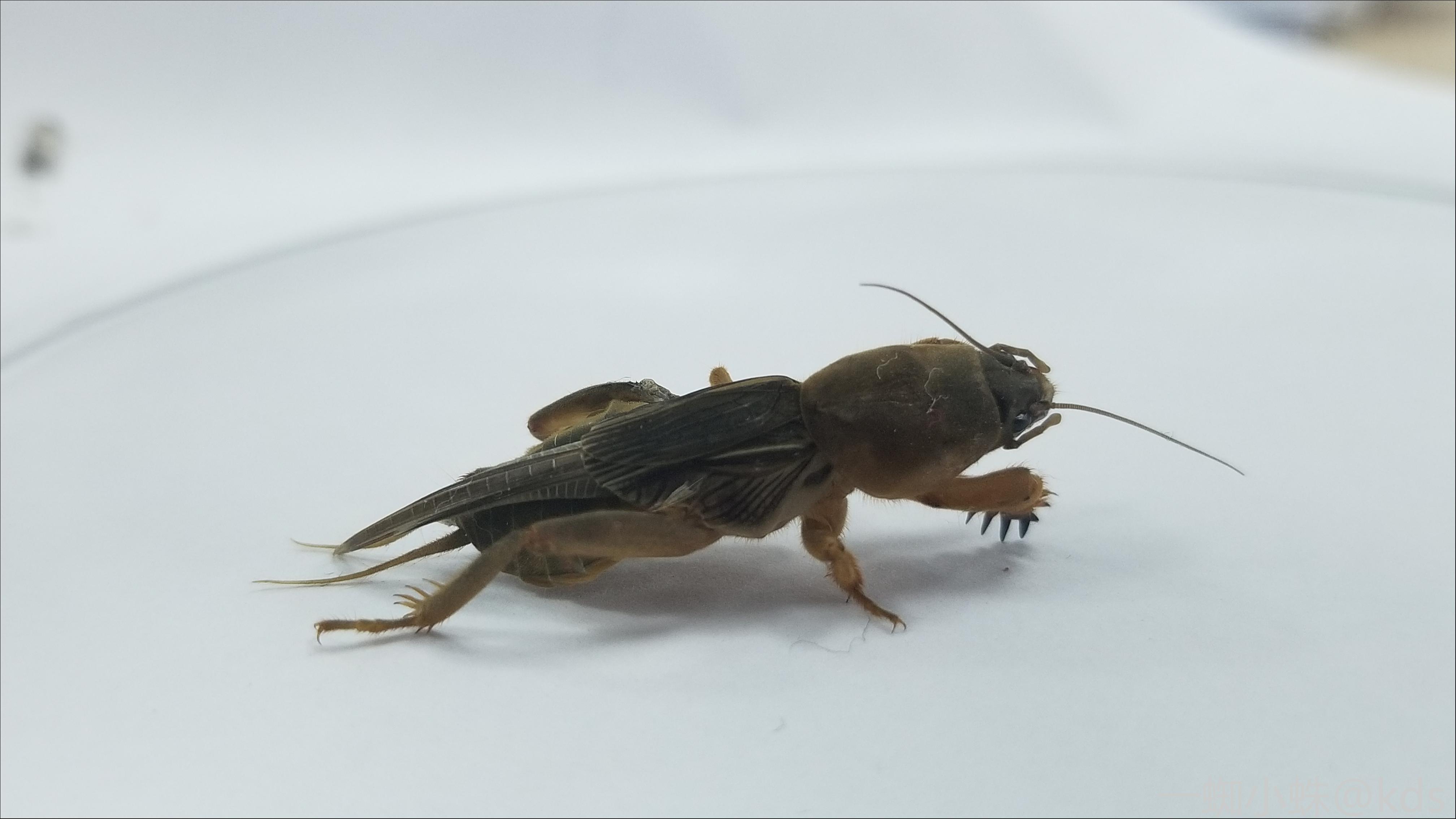 蟋蟀能活多久图片