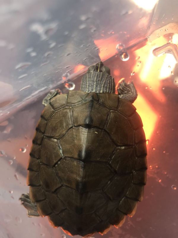 地图龟背上白的的地方是腐甲吗,要怎么治疗啊