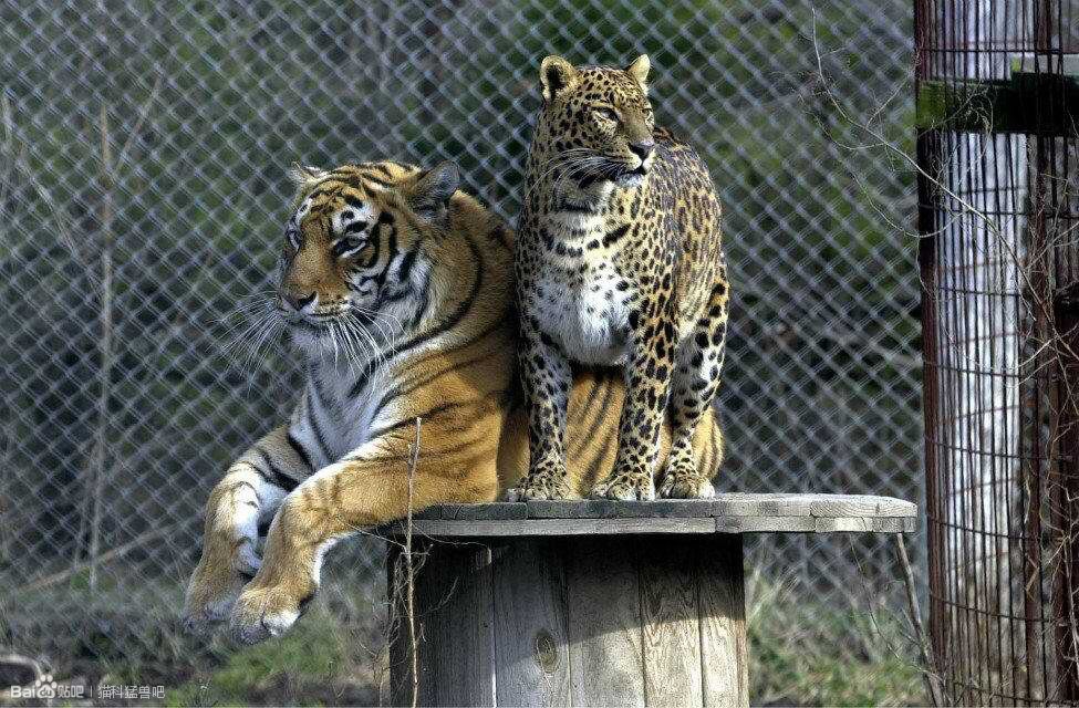 一张图分清花豹和美洲豹