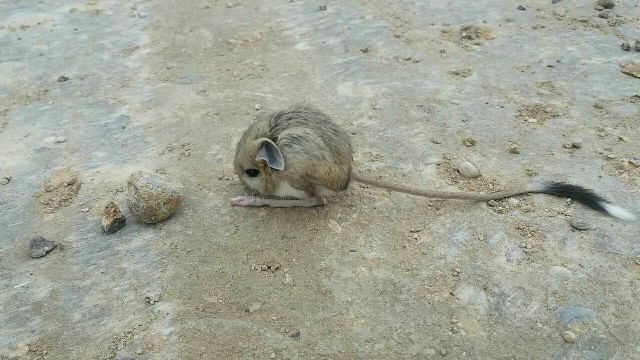 尾巴这么长?老鼠?