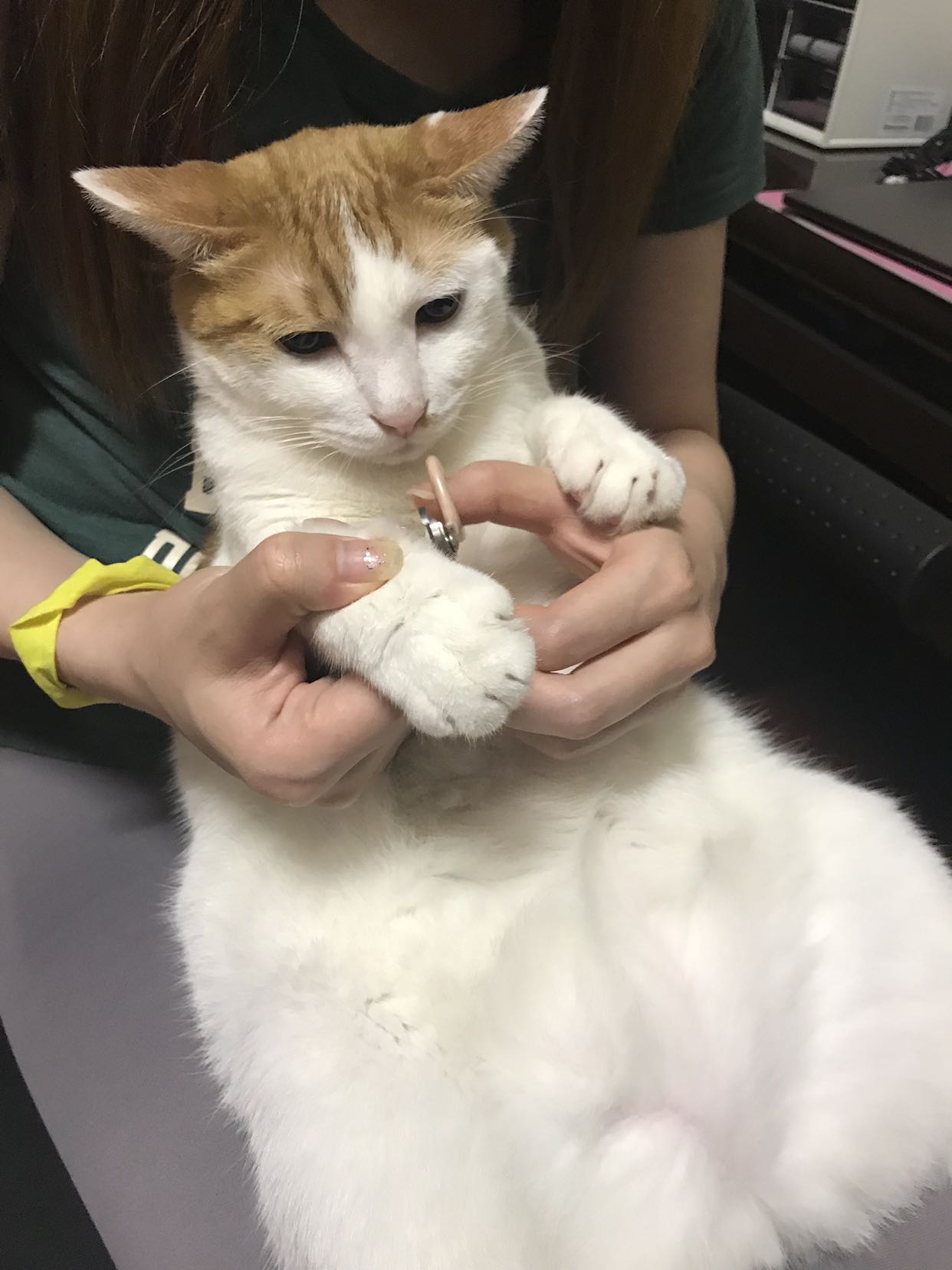 给猫剪指甲_kds宽带山